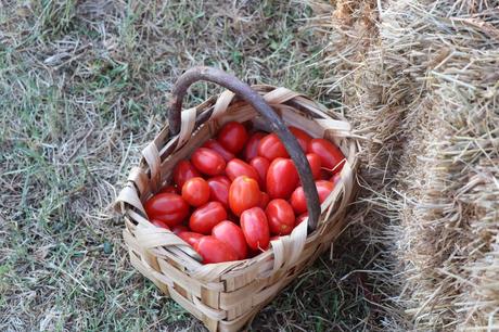 Alla scoperta del Pomodoro Cannellino Flegreo e del Parco Archeologico di Cuma Alla scoperta del Pomodoro Cannellino Flegreo e del Parco Archeologico di Cuma