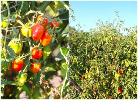 Alla scoperta del Pomodoro Cannellino Flegreo e del Parco Archeologico di Cuma Alla scoperta del Pomodoro Cannellino Flegreo e del Parco Archeologico di Cuma