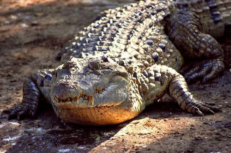 Il coccodrillo delle Filippine è una specie endemica considerato a rischio critico di estinzione. Il coccodrillo delle Filippine è una specie endemica considerato a rischio critico di estinzione.