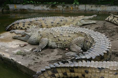 Non esistono in natura più di 1500 esemplari di coccodrillo dell'Orinoco. Non esistono in natura più di 1500 esemplari di coccodrillo dell'Orinoco.