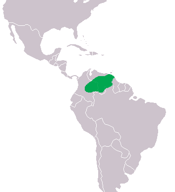 Non esistono in natura più di 1500 esemplari di coccodrillo dell'Orinoco. Non esistono in natura più di 1500 esemplari di coccodrillo dell'Orinoco.