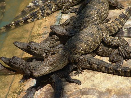 Il coccodrillo siamese è una rarissima specie di coccodrillo d'acqua dolce originaria del Sud-est asiatico. Il coccodrillo siamese è una rarissima specie di coccodrillo d'acqua dolce originaria del Sud-est asiatico.