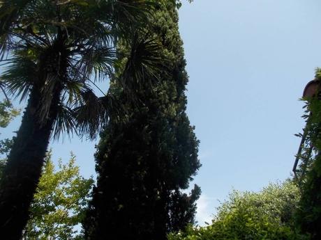 Tu, Cipresso, resisti, 2 agosto 2019 Tu, Cipresso, resisti, 2 agosto 2019