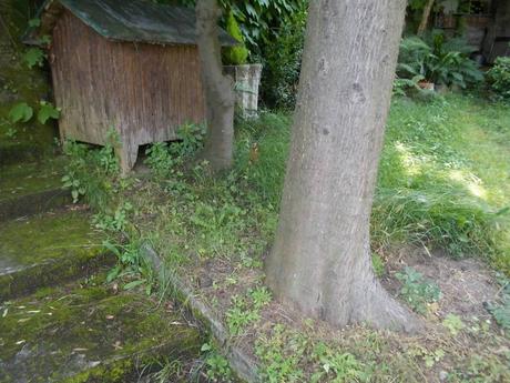Tu, Cipresso, resisti, 2 agosto 2019 Tu, Cipresso, resisti, 2 agosto 2019