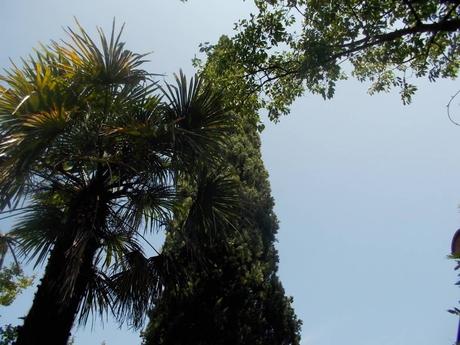 Tu, Cipresso, resisti, 2 agosto 2019 Tu, Cipresso, resisti, 2 agosto 2019