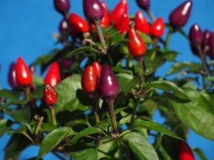 Casistica di Capsicum annuum. Goffagine, indolenza, irascibilità capsicum annuum