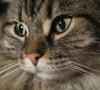 Gatto foreste norvegesi: un felino tutto da scoprire gatto norvegese foreste