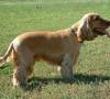 Cane cocker: caratteristiche fisiche, carattere e salute cane cocker