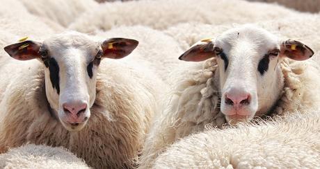 Un antico materiale sempre di moda: la lana Un antico materiale sempre di moda: la lana