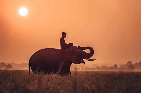 Viaggio in Cambogia: La Guida Completa Elefante Cambogia