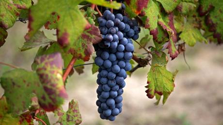 Nebbiolo: il padre dei grandi vini… Nebbiolo: il padre dei grandi vini…