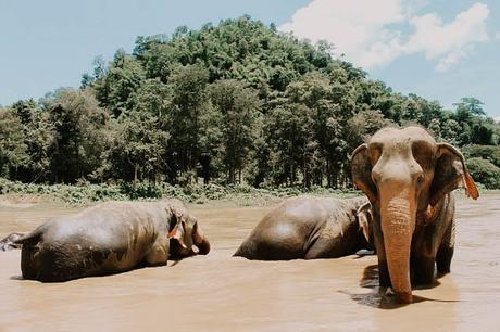 Viaggio in Thailandia: La Guida Completa Elefanti Chiang Mai