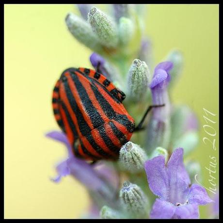 cimice, Graphosoma italicum