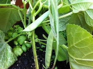 Piccole soddisfazioni: i primi frutti del nostro orto sul balcone