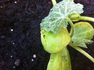 Piccole soddisfazioni: i primi frutti del nostro orto sul balcone