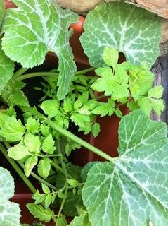 Piccole soddisfazioni: i primi frutti del nostro orto sul balcone