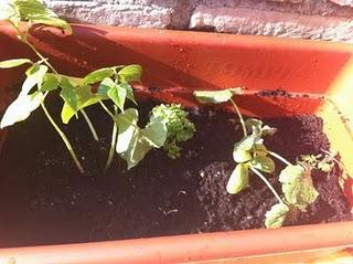 Piccole soddisfazioni: i primi frutti del nostro orto sul balcone Piccole soddisfazioni: i primi frutti del nostro orto sul balcone