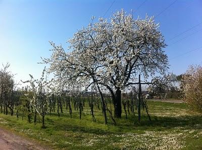 Una Stagione: la Primavera