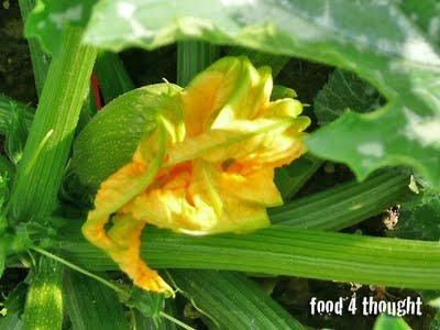 la quiche e un mazzo di fiori (di zucchina!)