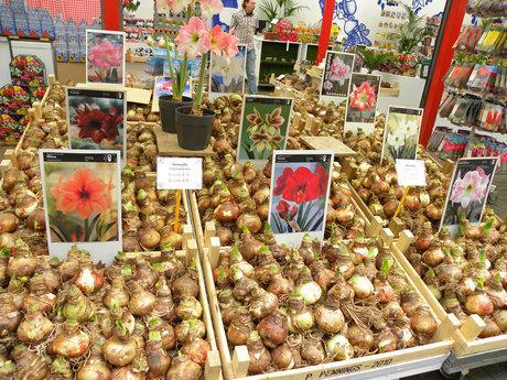 Amsterdam. Bloemenmarkt. Il mercato dei fiori galleggiante