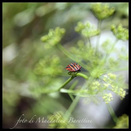 Graphosoma italicum