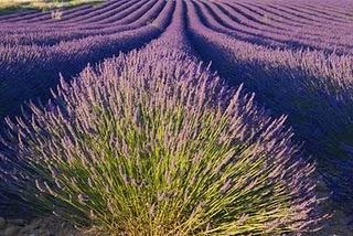 Testato per voi: crema di burro alle gocce di lavanda di Erbario Toscano