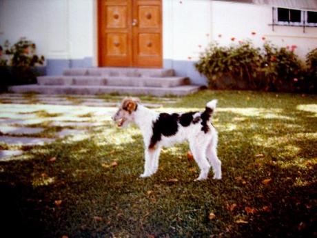 Perchè mi sono preso un cane da difesa…