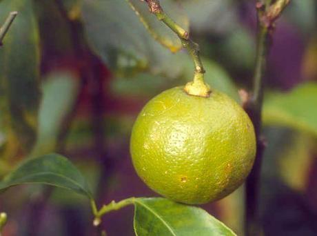 Liquori con il bergamotto