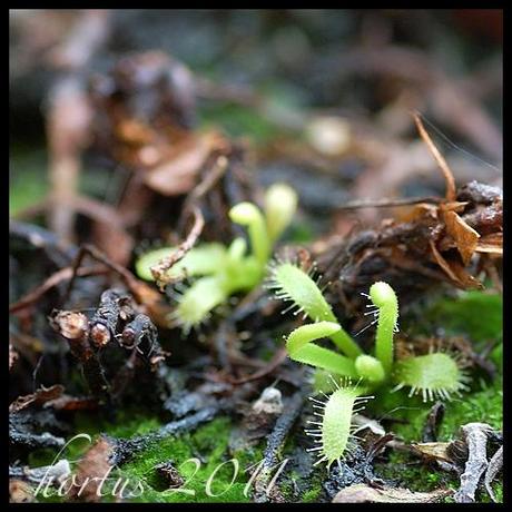 drosera capensis