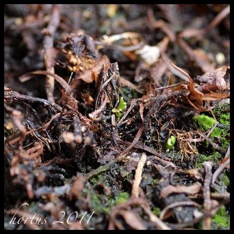 drosera capensis