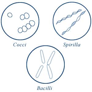 cassonetto differenziato per saggezza popolare