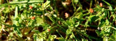 fiori del giardino