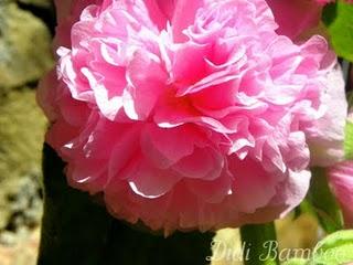 the mysterious plant: so pink flamenco!