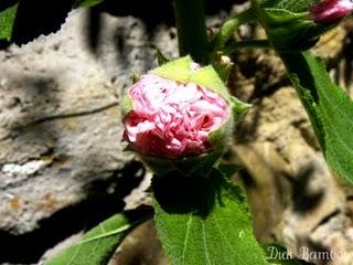 the mysterious plant: so pink flamenco!