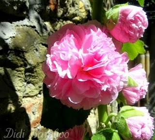 the mysterious plant: so pink flamenco!