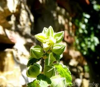 the mysterious plant: so pink flamenco!