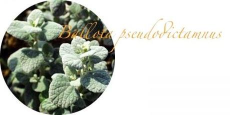 una pianta, due eventi…