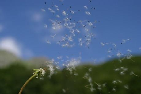 Le allergie aumentano insieme alla temperatura del Pianeta!