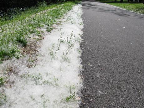 Le allergie aumentano insieme alla temperatura del Pianeta!