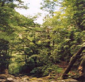 Madeira foresta Laurissilva