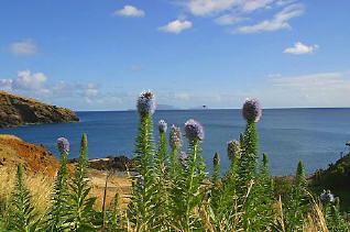 Madeira natura mare e  fiori