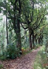 Madeira passeggiate e trekking