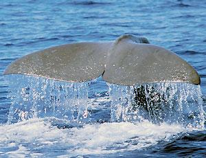 La balena grigia preoccupa gli esperti