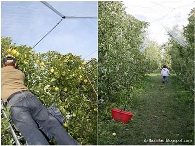 POMARIA 2010, festa del raccolto delle meleNel mese di ot...