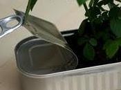 Mini rose scatola sardine