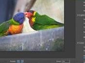 stampa Photoshop Elements