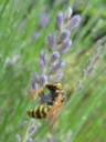 lavanda operaia.