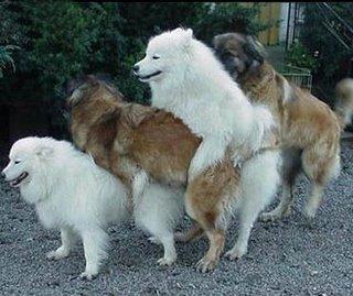 OFF TOPIC Le allodole del sesso: la visione della figa da lontano. Sempre vostro Cicco Peppe