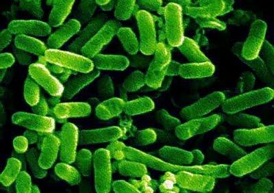 Non lasciatevi ingannare: E.coli non è un problema di biologico o non bio, bensì di sicurezza alimentare!!!