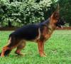 Cane respira male: quali sono le cause? cane respira male